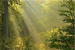 Sunbeams in European Beech (Fagus sylvatica) Forest in Autumn, Spessart, Bavaria, Germany