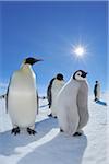 Adult Emperor Penguins (Aptenodytes forsteri) with Chick, Snow Hill Island, Antarctic Peninsula, Antarctica