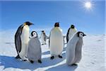 Adult Emperor Penguins (Aptenodytes forsteri) with Chicks, Snow Hill Island, Antarctic Peninsula, Antarctica