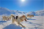 Sled dogs on the pack ice of Greenland