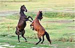 fight of horses on field