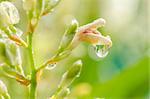 Grass and water drops in the nature concept