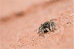 Spider in the nature wall background macro shot