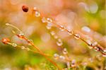 Grass moss and water drops in the nature concept