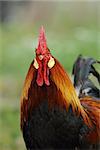 portrait of colorful majestic rooster at the farm - this is the alpha male