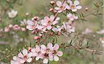 Beautiful pink flowers of Leptospernum Australian native spring wildflower live in natural environment