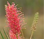 Australian native wildflower ID Grevillea Coastal Sunset Spring flower in bloom