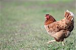 colorful hen walking in the farmyard - side view