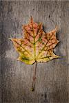 autumn maple leaf on wood surface, vertical