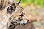 Bobcat Lynx Rufus Wild Cat Side Profile Portrait Closeup