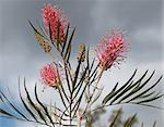 Australian grevillea pink flower flowerheads and buds against grey storm cloudy sky