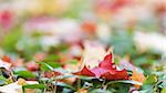 autumn leaves on the ground, fall theme photo