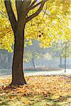 autumn morning in park with maple trees, vertical