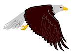 Illustration of a bald eagle flying with wings down set on isolated white background done in retro style.