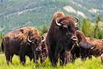 Herd of American Bison (Bison Bison) or Buffalo