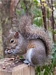 Gray squirrel, Sciurus Carolinensis, sitting on a fence post eating a peanut