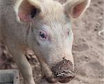portrait of pig live animal on a farm with muddy snout