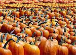 Rows of pumpkins for sale for the Halloween and Thanksgiving season.