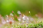Moss and water drops in the nature concept