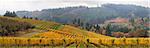 Dundee Oregon Vineyards on Rolling Hills with Morning Fog in Fall Season Scenic View Panorama