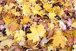Fallen Maple Tree Leaves Piled Up on Backyard Ground in Autumn Background