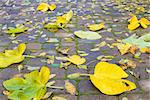 Backyard Stone Paver Patio with Fig and Walnut Tree Fall Leaves Background