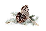 blue spruce twig with three cones, isolated on white background