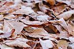 close up photo of frosty chestnut leaves, chilling morning
