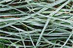 close up photo of frosty morning grass, chilling morning