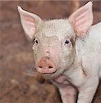 One young pig with big ears and snout on farm portrait