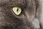 close up portrait of british shorthair cat, shallow dof