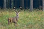 Portrait of Red Deer (Cervus elaphus) in Autumn, Germany