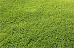 Lawn