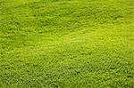 Lawn