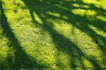 Tree shadows on lawn