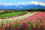 Flower field in the countryside, Hokkaido