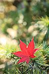 Red maple leaf