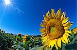 Sunflower field and sky