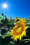 Sunflower field and sky