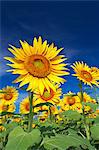 Sunflower field and sky