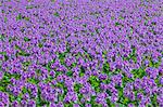 Water hyacinth field at Suijo park, Saitama Prefecture