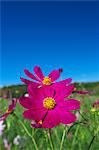 Cosmos and sky