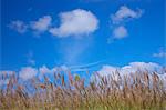 Japanese silver grass and sky