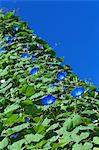 Morning glory flowers and sky