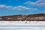 Cranes on snow, Hokkaido