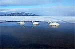 Swans in Kussharo, Hokkaido