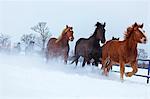 Horses running in the snow, Hokkaido