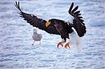 White-tailed sea eagle on snow, Hokkaido