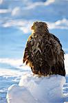 Steller sea eagle on snow, Hokkaido