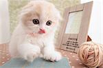 Scottish Fold